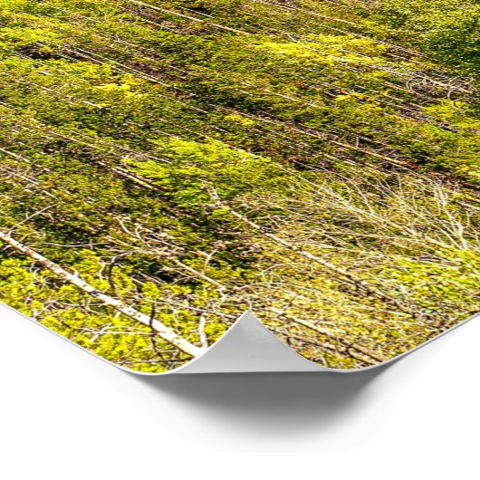 Herfst komt eraan // Kleurrijk bos Poster (Hoek)