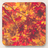 Herfst laat rode Herfst kleur