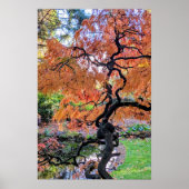 Herfst Laceleaf Japanse Esdoorn Botanisch Poster (Voorkant)