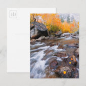 Herfst langs Bishop Creek, CA Briefkaart (Voorkant / Achterkant)