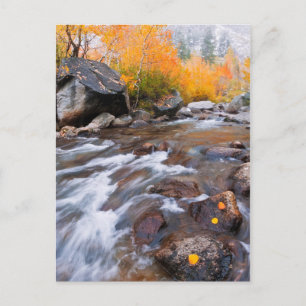 Herfst langs Bishop Creek, CA Briefkaart