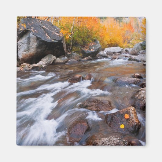 Herfst langs Bishop Creek, CA Magneet (Voorkant)