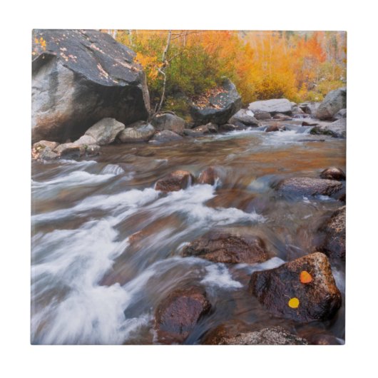 Herfst langs Bishop Creek, CA Tegeltje (Voorkant)