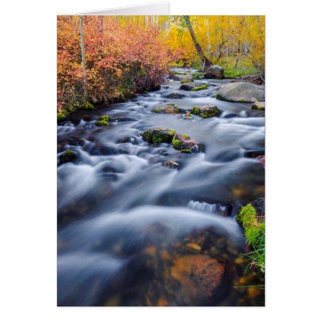 Herfst langs Lundy Creek, Californië (Voorkant)