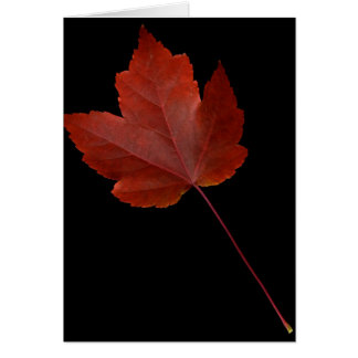 Herfst Leaf