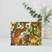 Herfst Leaf Autumn Leaves Sky Natuur Briefkaart (Staand voorkant)