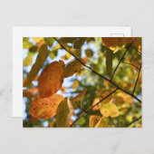 Herfst Leaf Autumn Leaves Sky Natuur Briefkaart (Voorkant / Achterkant)