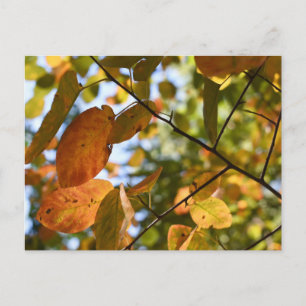 Herfst Leaf Autumn Leaves Sky Natuur Briefkaart