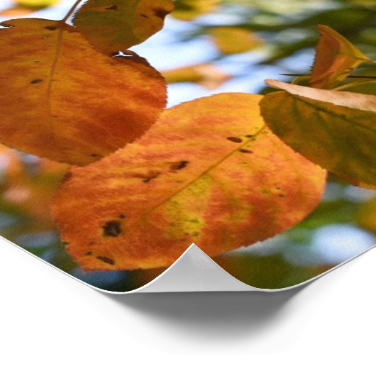 Herfst Leaf Autumn Leaves Sky Natuur Poster (Hoek)
