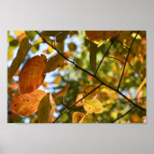 Herfst Leaf Autumn Leaves Sky Natuur Poster (Voorkant)