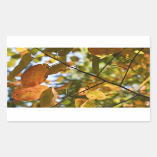 Herfst Leaf Autumn Leaves Sky Natuur Rechthoekige Sticker
