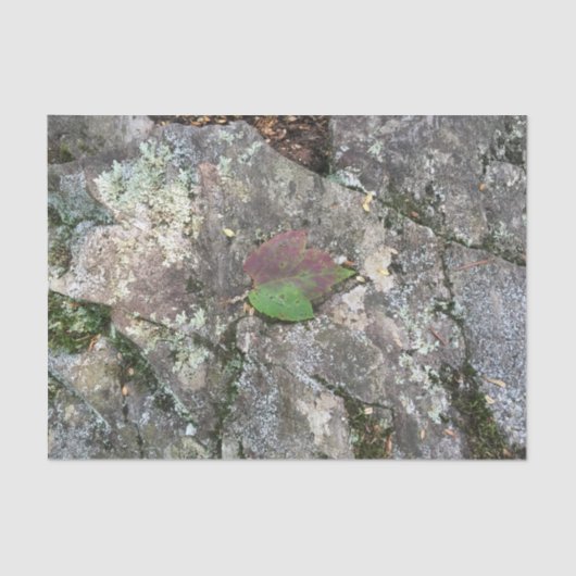 Herfst Leaf on Rock Tissuepapier (Voorkant)