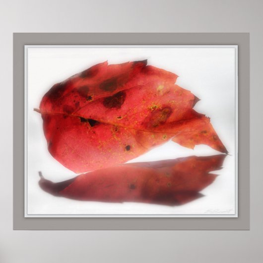 Herfst Leaf Reflected Print -24x20 - andere format (Voorkant)