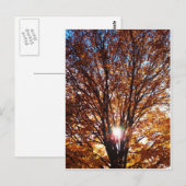 Herfst Light Briefkaart (Voorkant / Achterkant)