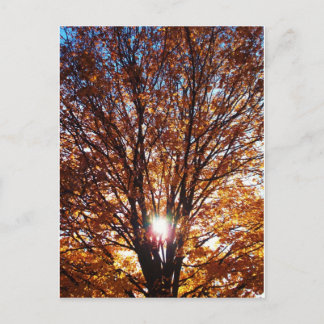 Herfst Light Briefkaart