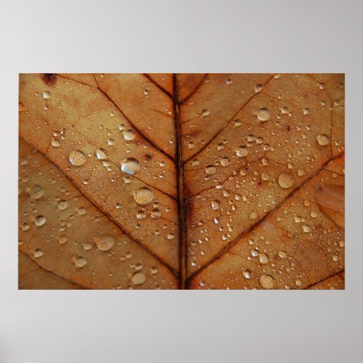 Herfst Lijstafdruk Poster (Voorkant)
