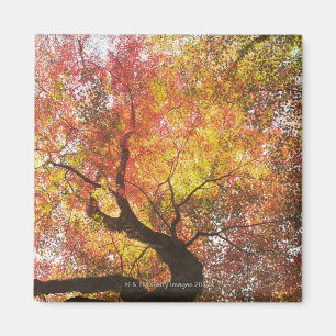 herfst magneet