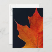 Herfst Maple blad op zwarte achtergrond Briefkaart (Voorkant / Achterkant)