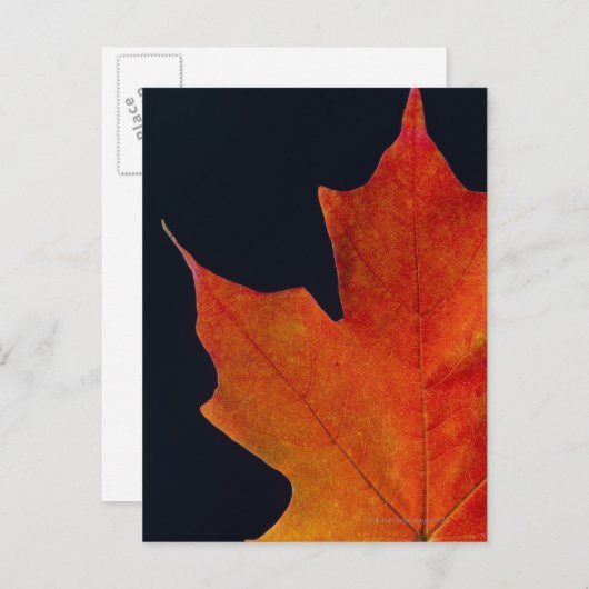 Herfst Maple blad op zwarte achtergrond Briefkaart (Voorkant / Achterkant)