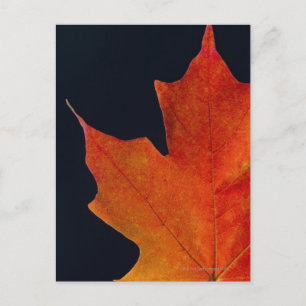 Herfst Maple blad op zwarte achtergrond Briefkaart