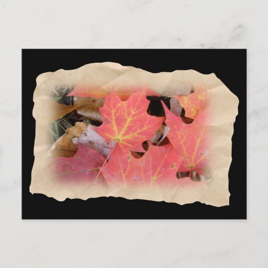 Herfst Maple laat coördinerende items over Briefkaart (Voorkant)