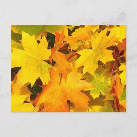 Herfst Maple Leaves met Autumn Colors Briefkaart (Voorkant)