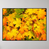 Herfst Maple Leaves met Autumn Colors Poster (Voorkant)