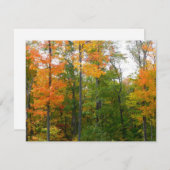 Herfst Maple Trees Autumn Natuur Fotografie (Voorkant / Achterkant)