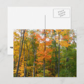Herfst Maple Trees Autumn Natuur Fotografie Briefkaart (Voorkant / Achterkant)