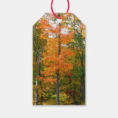 Herfst Maple Trees Autumn Natuur Fotografie Cadeaulabel (Voorkant)
