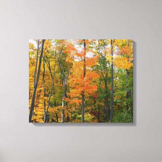 Herfst Maple Trees Autumn Natuur Fotografie Canvas Afdruk (Voorkant)
