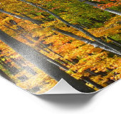 Herfst Maple Trees Autumn Natuur Fotografie Foto Afdruk (Hoek)