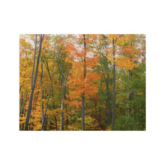 Herfst Maple Trees Autumn Natuur Fotografie Houten Poster (Voorkant)