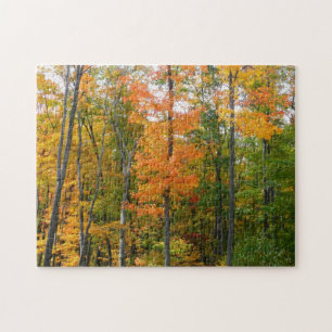 Herfst Maple Trees Autumn Natuur Fotografie Legpuzzel