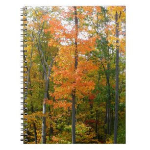 Herfst Maple Trees Autumn Natuur Fotografie Notitieboek