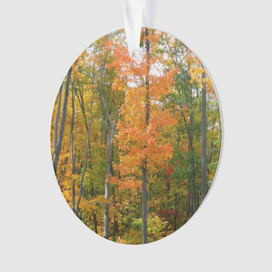 Herfst Maple Trees Autumn Natuur Fotografie Ornament (voorkant)