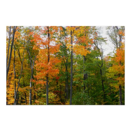 Herfst Maple Trees Autumn Natuur Fotografie Poster (Voorkant)