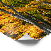 Herfst Maple Trees Autumn Natuur Fotografie Poster (Hoek)
