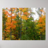 Herfst Maple Trees Autumn Natuur Fotografie Poster (Voorkant)