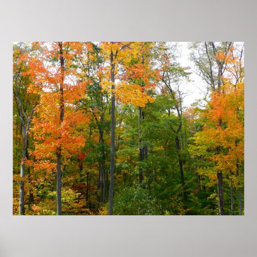 Herfst Maple Trees Autumn Natuur Fotografie Poster (Voorkant)