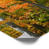 Herfst Maple Trees Autumn Natuur Fotografie Poster (Hoek)