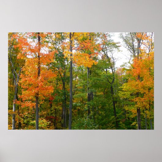 Herfst Maple Trees Autumn Natuur Fotografie Poster (Voorkant)