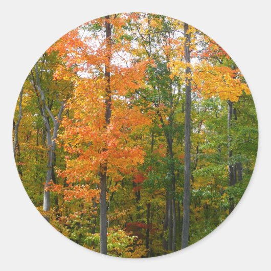 Herfst Maple Trees Autumn Natuur Fotografie Ronde Sticker (Voorkant)