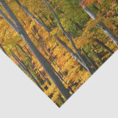 Herfst Maple Trees Autumn Natuur Fotografie Tissuepapier (Detail)