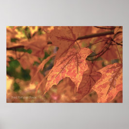Herfst Maple verlaat HDR Poster