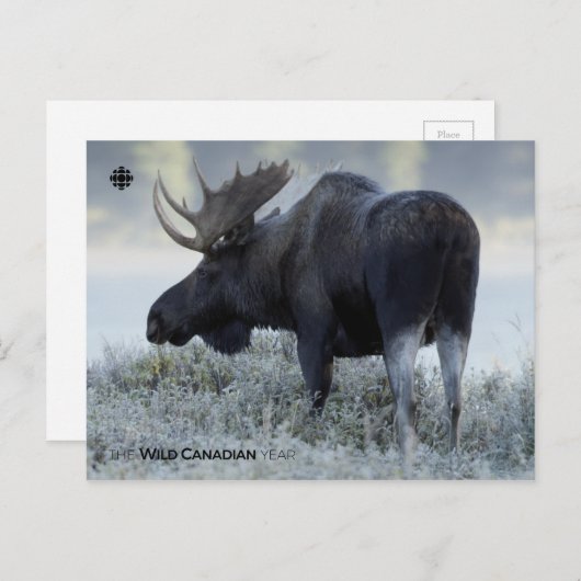 Herfst - Moose Briefkaart (Voorkant / Achterkant)