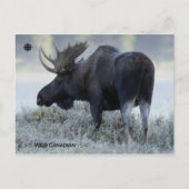 Herfst - Moose Briefkaart (Voorkant)