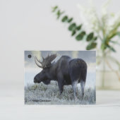 Herfst - Moose Briefkaart (Staand voorkant)