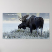 Herfst - Moose Poster (Voorkant)