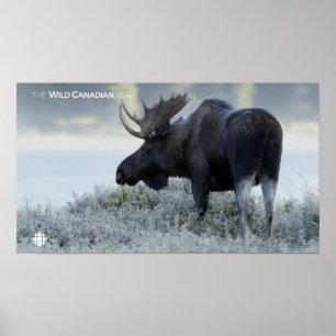 Herfst - Moose Poster